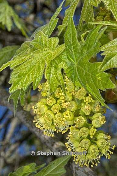 acer macrophyllum 5 graphic